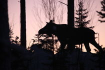 Moose at sunset by Intensivelight Panorama-Edition