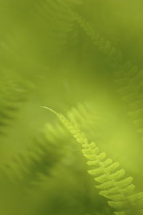A tangle of fern leaves von Intensivelight Panorama-Edition