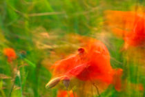 Poppies dancing in the wind von Intensivelight Panorama-Edition