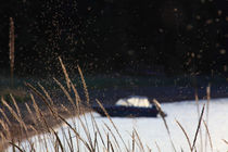 Summer shore with midges von Intensivelight Panorama-Edition