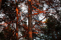 Pine trees in evening light by Intensivelight Panorama-Edition