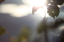 Birch leaves and glittering lake von Intensivelight Panorama-Edition