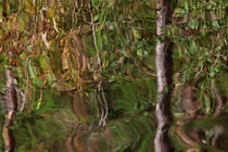 Trees reflected in a lake von Intensivelight Panorama-Edition