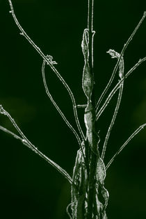 Withering leaves von Intensivelight Panorama-Edition