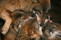Wolf pack biting each others muzzles von Intensivelight Panorama-Edition