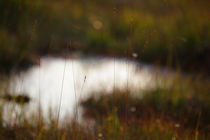 Grasses growing in a moor von Intensivelight Panorama-Edition