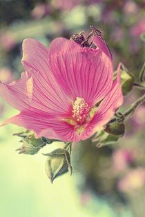 Lavatera Summertime. by rosanna zavanaiu