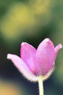 Pulsatilla by sylbe