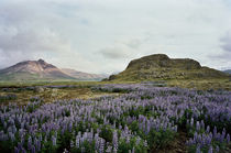 Borgarfjörður, Iceland von intothewide