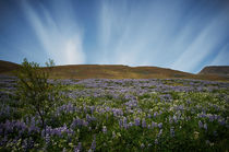 Lupin, Iceland by intothewide