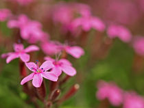 Pretty in pink von Brigitte Deus-Neumann