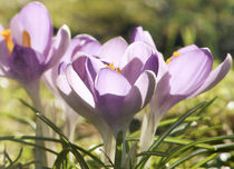 light of spring von Franziska Rullert