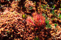 Great sundew von Intensivelight Panorama-Edition