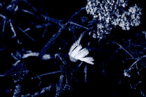 Frost covered daisy von Intensivelight Panorama-Edition