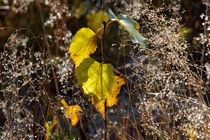 Yellow birch sapling von Intensivelight Panorama-Edition