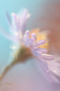 Autumn aster in a garden by Intensivelight Panorama-Edition