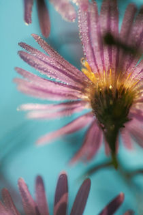 Autumn aster von Intensivelight Panorama-Edition