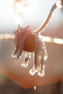 Frost covered marguerite von Intensivelight Panorama-Edition