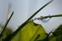 Morning dew on grass von Intensivelight Panorama-Edition