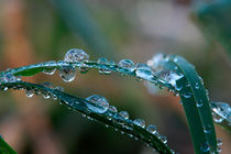 Frozen dew drops are melting by Intensivelight Panorama-Edition