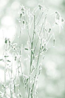 Frost covered flower von Intensivelight Panorama-Edition