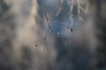 Frost covered twig von Intensivelight Panorama-Edition
