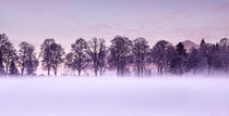 Tree line von Jorge Maia