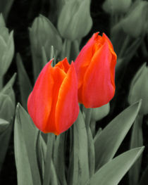 Tulpenblüten auf Grün von lorenzo-fp