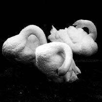 Swans daily grooming by Andras Neiser