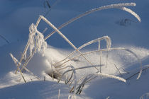 Hoarfrost on grasses von Intensivelight Panorama-Edition