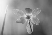 Wood anemone bathing in light von Intensivelight Panorama-Edition