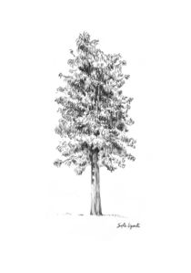 Drawing of a tree von Sofía Ugarte