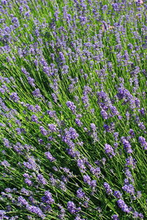 Lavandula angustifolia von Intensivelight Panorama-Edition