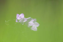 Two harebells in a meadow von Intensivelight Panorama-Edition