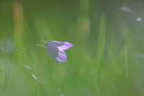 Hidden harebell by Intensivelight Panorama-Edition