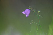 A single harebell von Intensivelight Panorama-Edition