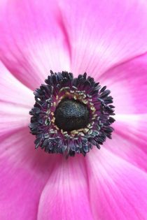 Hello Spring - The heart of a Anemone by syoung-photography
