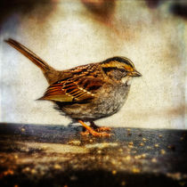 Fat Sparrow von Chris Lord