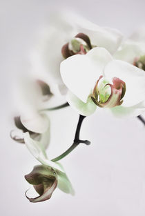 Orchideenblüte von hannahw
