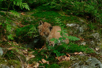 Playing lynx cub von Intensivelight Panorama-Edition