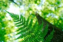 Spring fern and looming tree by Intensivelight Panorama-Edition