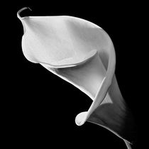 Calla Lilly in black and white by Richard Wood