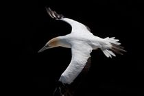 Australian Gannet in flight by Andras Neiser