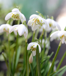 Der Frühling naht von Franziska Giga Maria