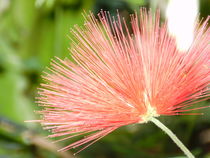 Rote Blüte Makro von Sven  Herkenrath