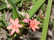 Exotische Blüte von Sven  Herkenrath