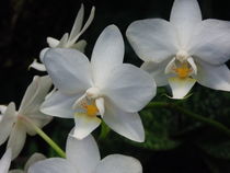 Weiße Orchidee von Sven  Herkenrath