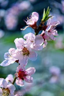 Frühling  von Jacqueline Kolesch