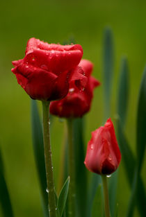 After Rain von Michael Bottari