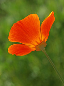 Poppy im Gegenlicht by Brigitte Deus-Neumann